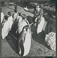 Tony Hancock at the zoo, 1956. 
Photograph by Geo