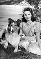 Lassie first appeared in 1943 in Lassie Come Home 