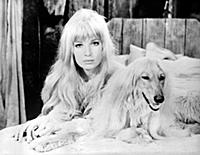 Monica Vitti and her look alike dog ... Which is o