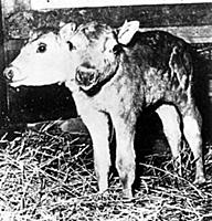 Two-headed calf (stuffed) born on farm at Brookvil