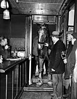 Ginger, the horse is led through the public bar to