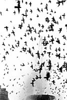 Pigeon Square - June/July 1955
Everyday life amon