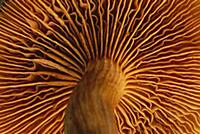 Mushroom gills in sub-tropical forest on western s