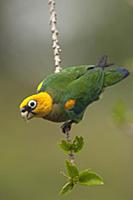 Saffron-headed Parrot (Pionopsitta pyrilia), Colom