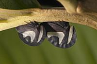 Black-and-white Treehopper (Membracis foliata) fem