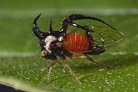 Treehopper (Cyphonia sp), Amazon, Ecuador