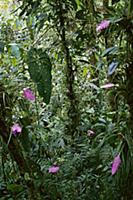 Bromeliad (Bromeliaceae) plants flowering in cloud