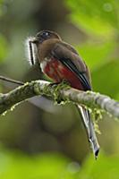 Masked Trogon (Trogon personatus) female carrying 