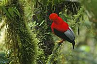 Andean Cock-of-the-rock (Rupicola peruviana) male,