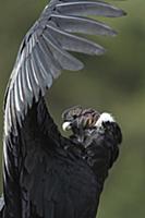 Andean Condor (Vultur gryphus) male basking, Ecuad