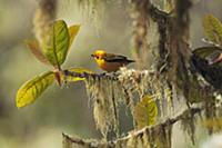Golden Tanager (Tangara arthus), Colombia
