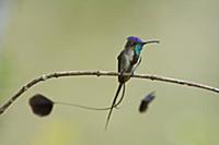 Marvellous Spatuletail (Loddigesia mirabilis) humm