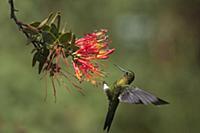 Golden-breasted Puffleg (Eriocnemis mosquera) humm