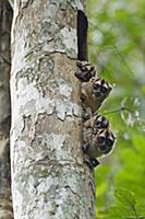 Spix's Night Monkey (Aotus vociferans) group looki