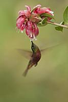 Chestnut-breasted Coronet (Boissonneaua matthewsii