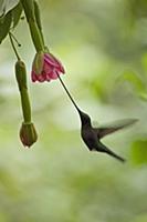 Sword-billed Hummingbird (Ensifera ensifera) femal
