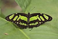 Green Heliconia Butterfly (Philaethria dido), Amaz