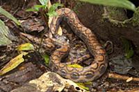Rainbow Boa (Epicrates cenchria) in leaf litter, E