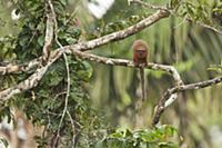 Coppery Titi (Callicebus cupreus) monkey in canopy