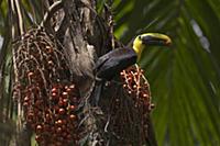 Choco Toucan (Ramphastos brevis) feeding on fruit,