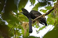 Long-wattled Umbrellabird (Cephalopterus pendulige