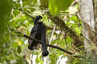 Long-wattled Umbrellabird (Cephalopterus pendulige
