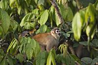 South American Squirrel Monkey (Saimiri sciureus),