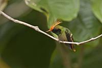 Rufous-crested Coquette (Lophornis delattrei) humm