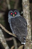 Black-and-white Owl (Strix nigrolineata) and Band-