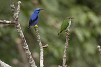 Purple Honeycreeper (Cyanerpes caeruleus) male and
