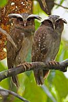 Crested Owl (Lophostrix cristata) pair, Ecuador