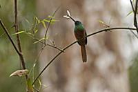 Coppery-chested Jacamar (Galbula pastazae) male wi