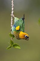 Saffron-headed Parrot (Pionopsitta pyrilia), Colom