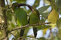 Crimson-rumped Toucanet (Aulacorhynchus haematopyg