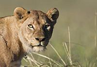 African Lion (Panthera leo) female, Ngorongoro Cra