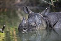 Javan Rhinoceros (Rhinoceros sondaicus) in river, 