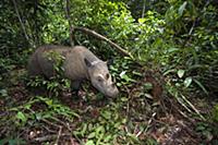 Sumatran Rhinoceros (Dicerorhinus sumatrensis) fem