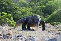 Komodo Dragon (Varanus komodoensis) walking, Rinca