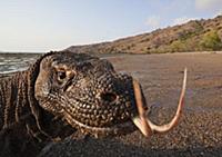Komodo Dragon (Varanus komodoensis) on beach with 