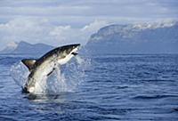 Great White Shark (Carcharodon carcharias) leaping