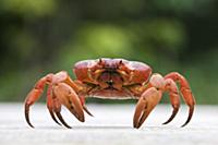 Christmas Island Red Crab (Gecarcoidea natalis) cr