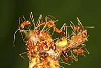 Yellow Crazy Ant (Anoplolepis gracilipes) group gu