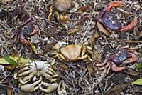 Christmas Island Red Crab (Gecarcoidea natalis) an