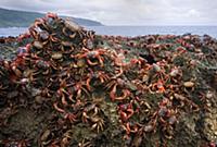 Christmas Island Red Crab (Gecarcoidea natalis) ma