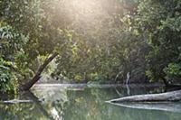 River in rainforest habitat, Ujung Kulon National 