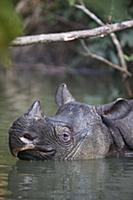 Javan Rhinoceros (Rhinoceros sondaicus) in river, 