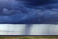 Storm cloud with rain column, Serengeti National P