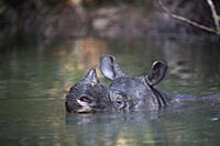 Javan Rhinoceros (Rhinoceros sondaicus) in river, 