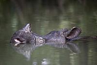 Javan Rhinoceros (Rhinoceros sondaicus) in river, 