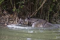 Javan Rhinoceros (Rhinoceros sondaicus) emerging f